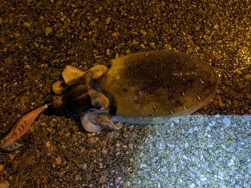 コウイカの釣果