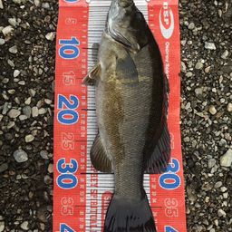 スモールマウスバス