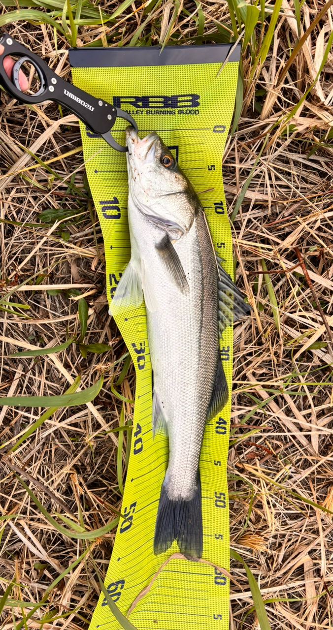 フッコ（マルスズキ）