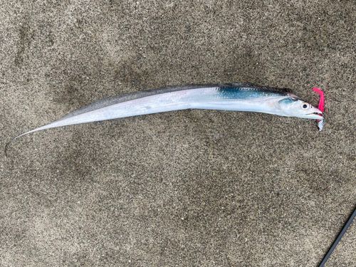 タチウオの釣果