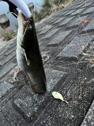 ナマズの釣果