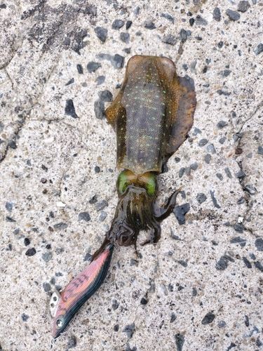 アオリイカの釣果