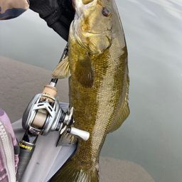 スモールマウスバス