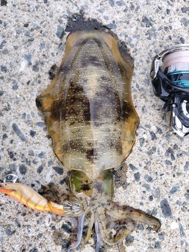 アオリイカの釣果
