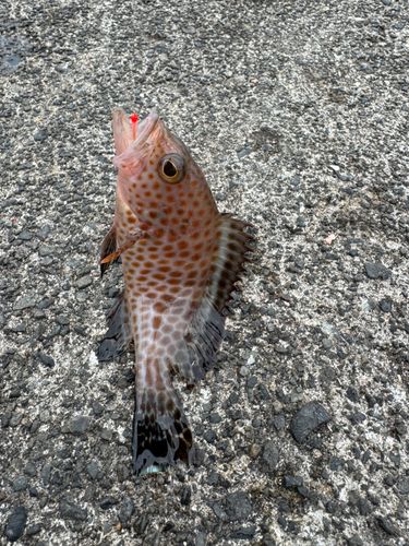 オオモンハタの釣果