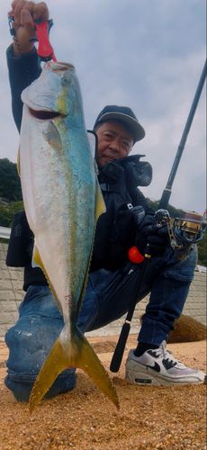 ブリの釣果