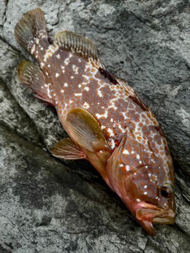 キジハタの釣果