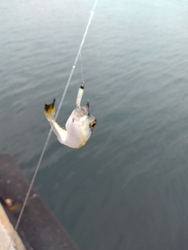 クサフグの釣果