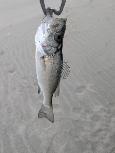 太田川河口（磐田）