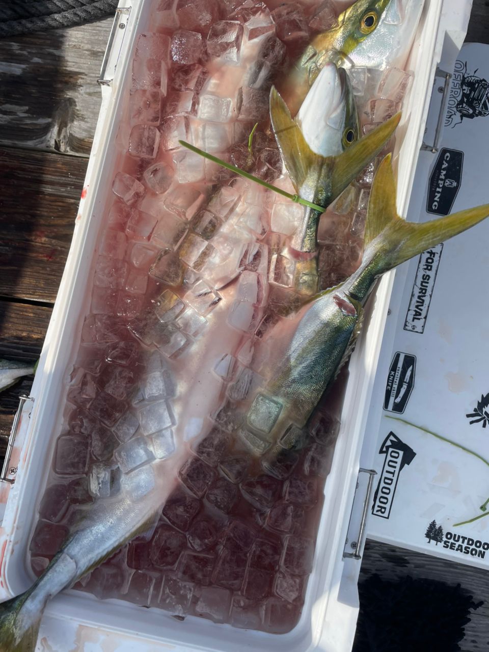 和田一詩（TSURIBITO丸）さんの釣果 2枚目の画像