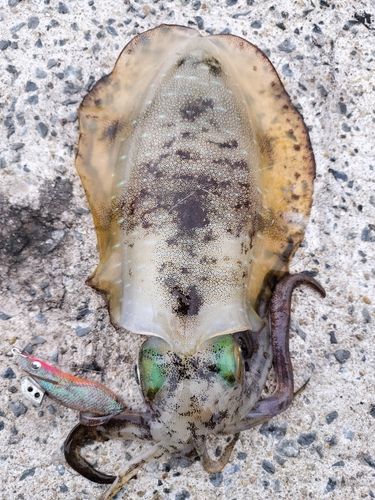 アオリイカの釣果