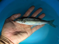 ウグイの釣果