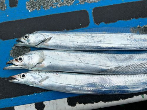 タチウオの釣果