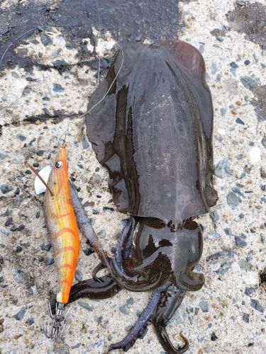 アオリイカの釣果