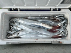 タチウオの釣果