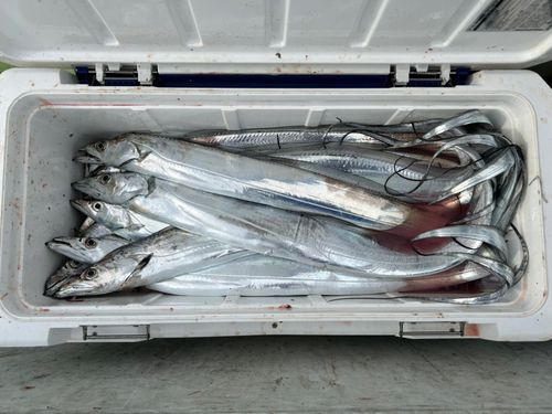 タチウオの釣果