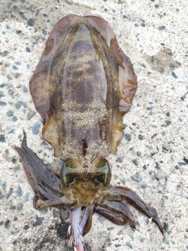 アオリイカの釣果