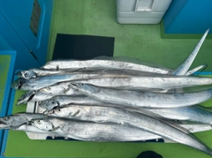 タチウオの釣果