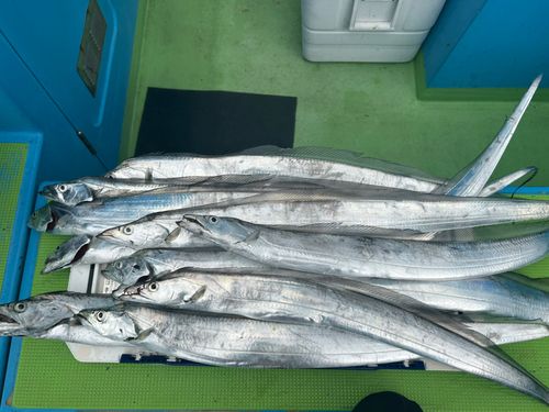 タチウオの釣果