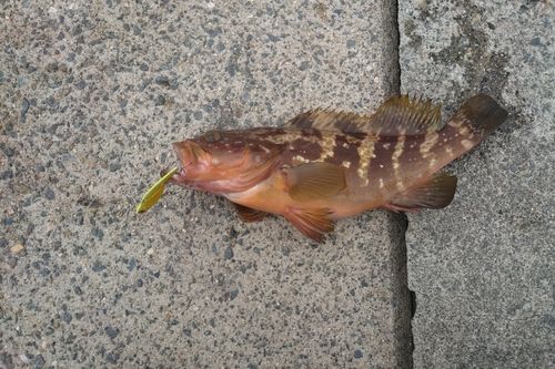 キジハタの釣果