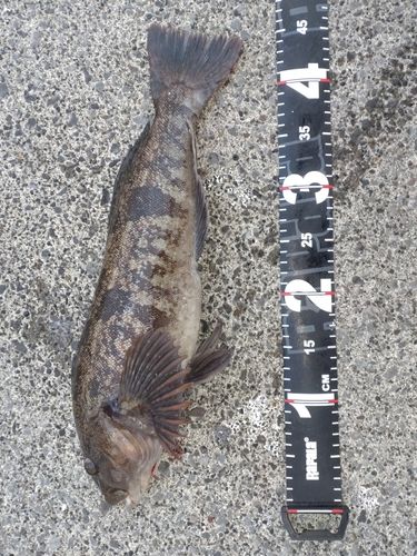 アイナメの釣果