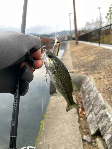ブラックバスの釣果