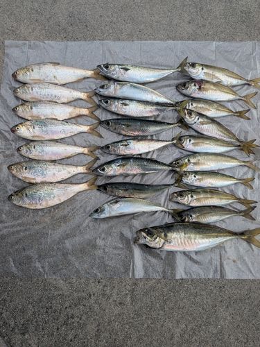 アジの釣果