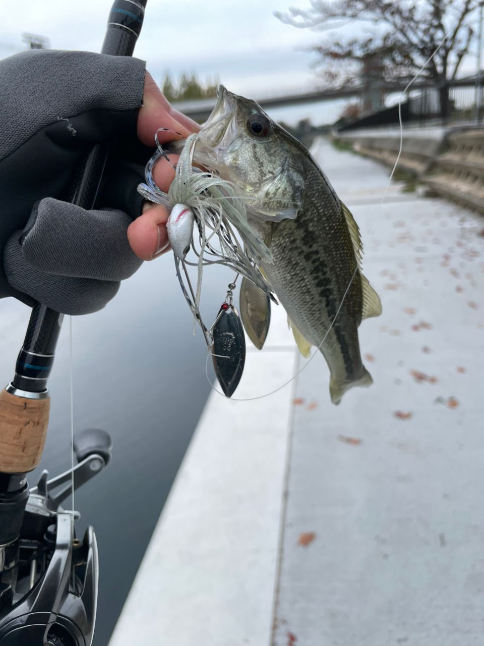 BLACK KAZU さんの 2025年11月13日のブラックバスの釣り・釣果情報