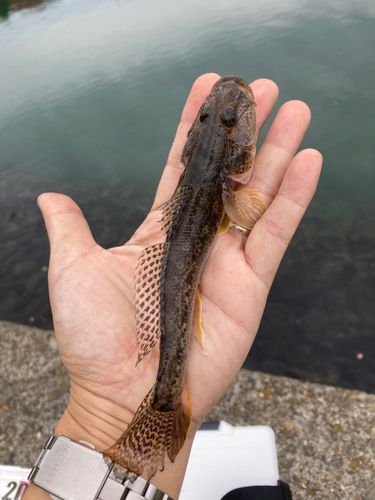 マハゼの釣果