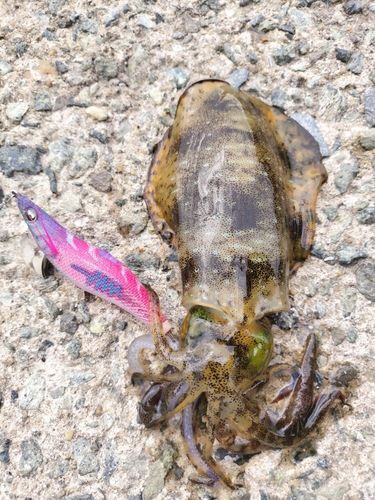 アオリイカの釣果