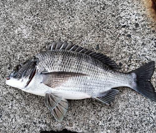 クロダイの釣果