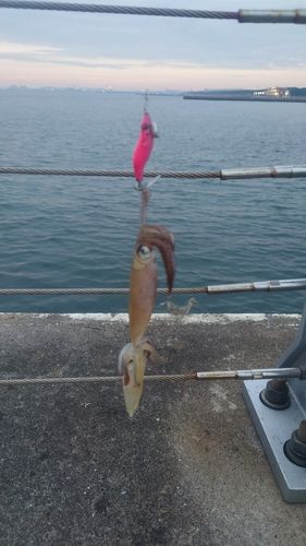ヒイカの釣果