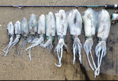 アオリイカの釣果