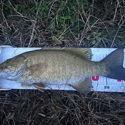 スモールマウスバス