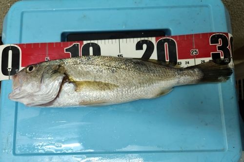 イシモチの釣果