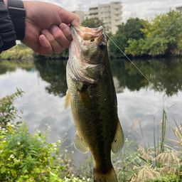 ラージマウスバス