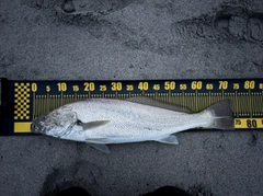 オオニベの釣果