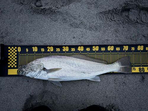 オオニベの釣果