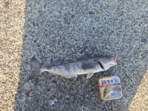 クロソイの釣果