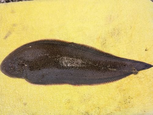 東京湾（富津〜金谷）