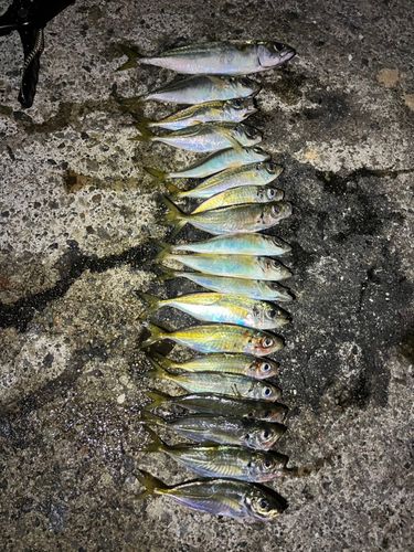 神戸空港親水護岸