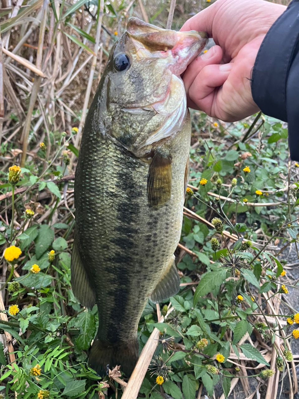 ラージマウスバス