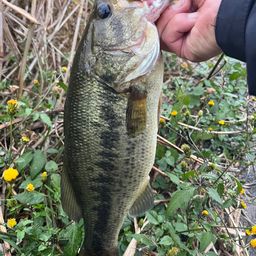 ラージマウスバス