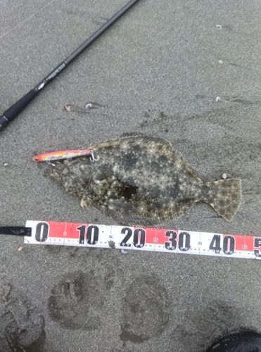ヒラメの釣果