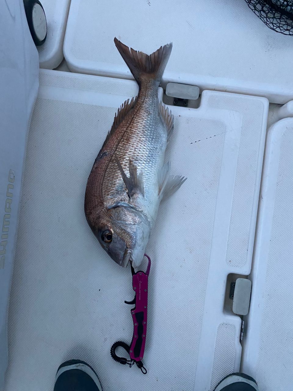 SHIMANO 19オシアジガー コンセプトS S62-3の最安値・インプレ・釣果