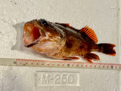 鞠山海遊パーク