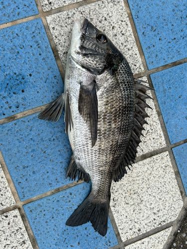 クロダイの釣果