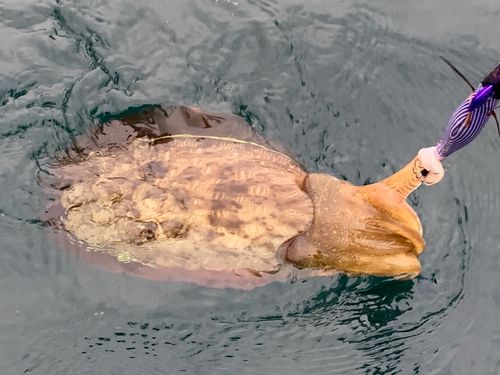 カワハギの釣果