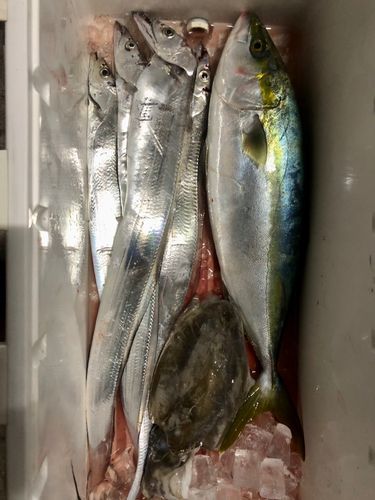 タチウオの釣果