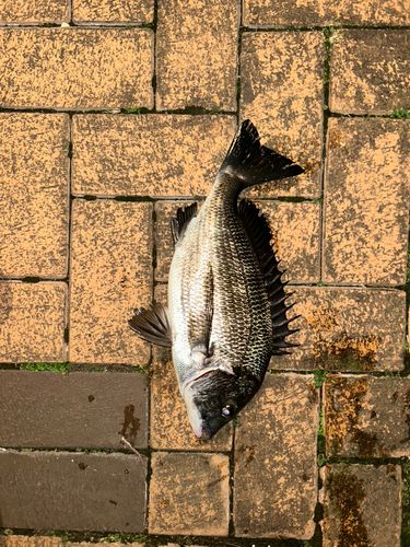 東京湾（アクアライン以北）